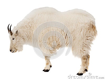 Rocky mountain goat. Isolated over white Stock Photo