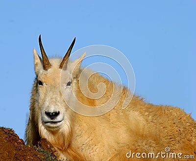 Rocky Mountain Goat (Oreamnos americanus) Stock Photo