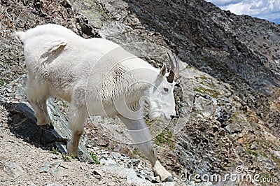 Rocky Mountain Goat Stock Photo