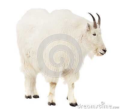 Rocky mountain goat over white background Stock Photo