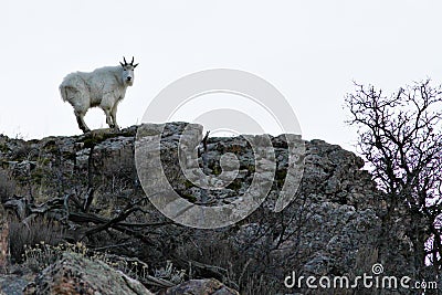 Rocky Mountain Goat Stock Photo