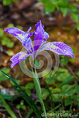 Rocky Mountain Iris Stock Photo