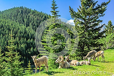 Rocky mountain sheep on the hillside and roadside. Banff National Park, Alberta, Canada Stock Photo