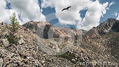 Rocky mountain slope with a lone pine tree. Atmospheric minimalist mountain landscape with a rocky hilltop and many stones under a Stock Photo