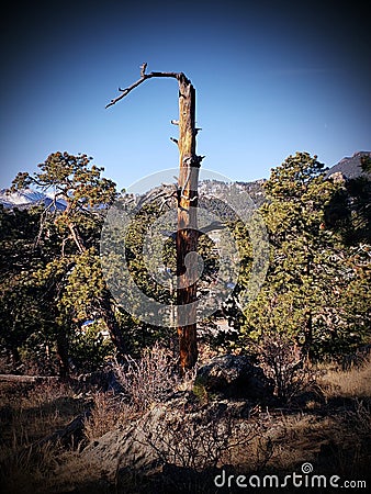 Rocky Mountain Solitude tree Stock Photo