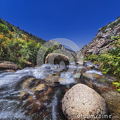 rocky mountain stream river among the grasses in gorge in summer Stock Photo