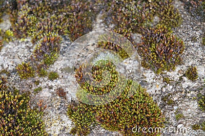 Rocky mountain surface covered by lichenes and moss Stock Photo