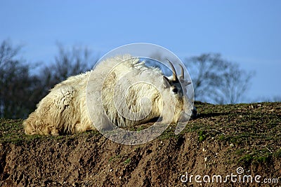 Rocky Mountin Goat (Oreamnos americanus) Stock Photo