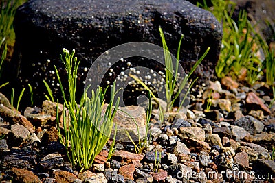 Rocky shore Stock Photo