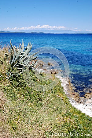 Rocky stone beach and agave in island Susak,Croatia Stock Photo