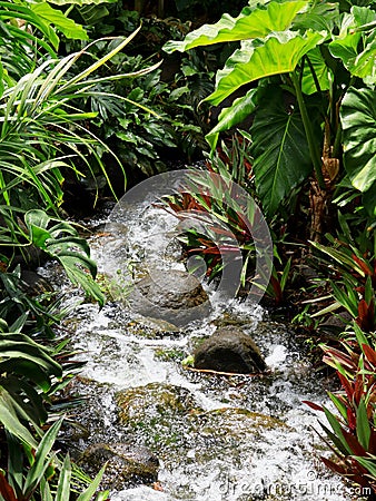 Rocky Stream Disappearing Into Jungle Stock Photo