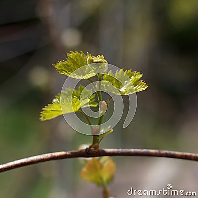 Rod branch with small growing leaves Stock Photo