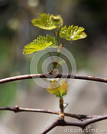 Rod branch with small growing leaves Stock Photo