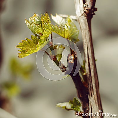 Rod branch with small growing leaves Stock Photo