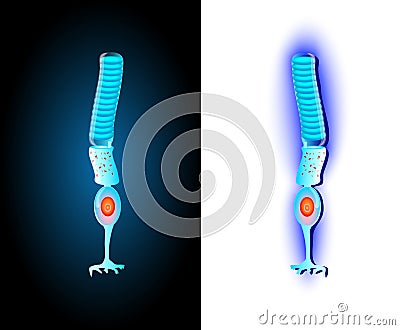 The Rod cell. Model Photoreceptor. Vector Vector Illustration