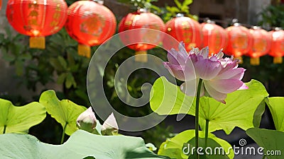 Rode document lantaarns die in tempelyard hangen op zonnige dag tussen sappig groen in oosters land Traditionele Chinees stock footage Rode document lantaarns die in tempelyard hangen op zonnige dag tussen sappig groen in oosters land Traditionele Chinees stock footage
