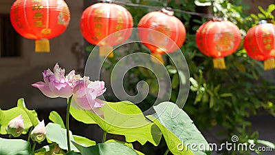 Rode document lantaarns die in tempelyard hangen op zonnige dag tussen sappig groen in oosters land Traditionele Chinees stock videobeelden Rode document lantaarns die in tempelyard hangen op zonnige dag tussen sappig groen in oosters land Traditionele Chinees stock videobeelden