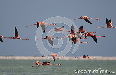 Rode Flamingo, American Flamingo, Phoenicopterus ruber Stock Photo