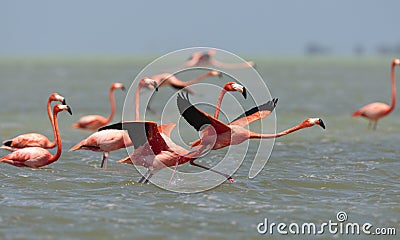 Rode Flamingo, American Flamingo, Phoenicopterus ruber Stock Photo