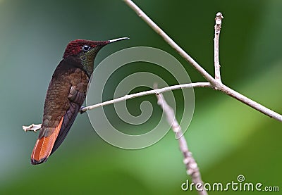 Rode Kolibrie, Ruby topaz Hummingbird, Chrysolampis mosquitus Stock Photo