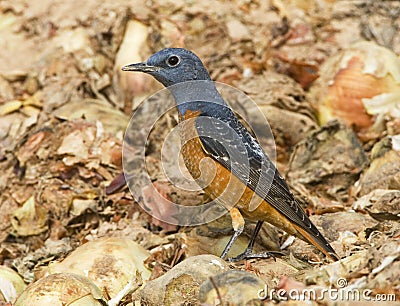 Rode Rotslijster, Rufous-tailed Rock Thrush, Monticola saxatilis Stock Photo