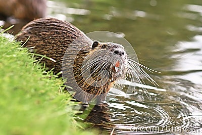 Rodent called `Myocastor Coypus`, commonly known as `Nutria` eating leaf with yellow teeth next to river. Stock Photo