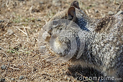 Rodent eating cute with furry back and black eye yellow field in africa Stock Photo