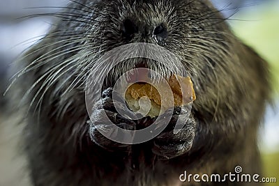 Rodent nutria brown, large floor plan eat Stock Photo