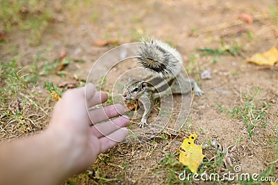 Rodent Touches woman`s hand Stock Photo