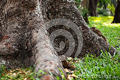 Little cute chipmunk photobombing another chipmunks photoshoot by a tree trunk Stock Photo