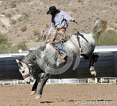 Rodeo Bucking Bronc Rider Editorial Stock Photo