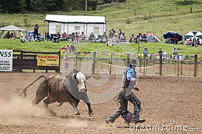 Rodeo - Cowboy being chased by a bull Editorial Stock Photo