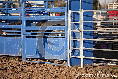 rodeo an extreme sport Stock Photo