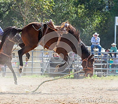 rodeo an extreme sport Stock Photo