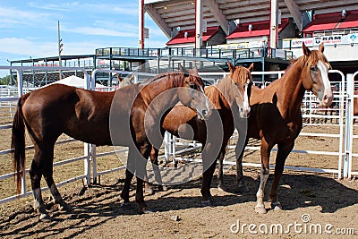 Rodeo Horses Editorial Stock Photo