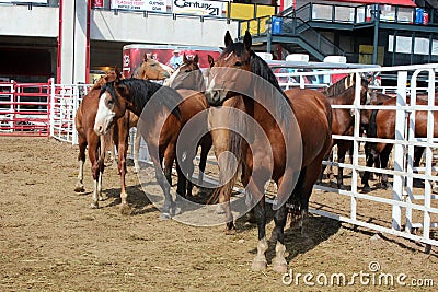 Rodeo Horses Editorial Stock Photo