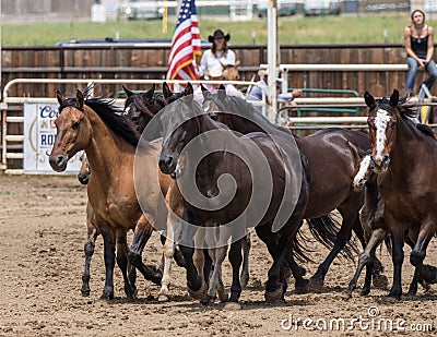 Rodeo Horses on Parade Editorial Stock Photo