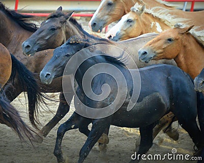 Rodeo Horses Running Stock Photo