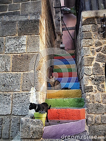 Rodos Greece multicolors cats day no people outdoors summer wall stones stairs Stock Photo