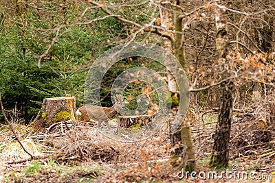 Roe buck in the forest Stock Photo