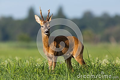 Roe deer buck with broken antler on a floodplain meadow with flowers Stock Photo
