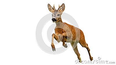 Roe deer buck running fast in summer isolated on white Stock Photo