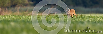 Roe deer buck walking through a vast floodplain meadow in summer with copy space Stock Photo