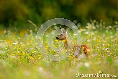 Roe deer, Capreolus capreolus, chewing green leaves, beautiful blooming meadow with many white and yellow flowers and animal. Summ Stock Photo