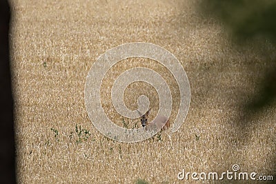 Roe deer, Capreolus capreolus, within a crop field, head shots while roaming taken in the afternoon in august, scotland. Stock Photo