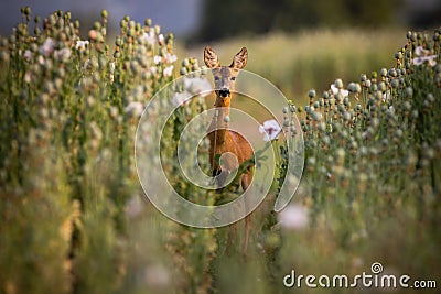 Roe deer looking to the camera in poppies in summer Stock Photo