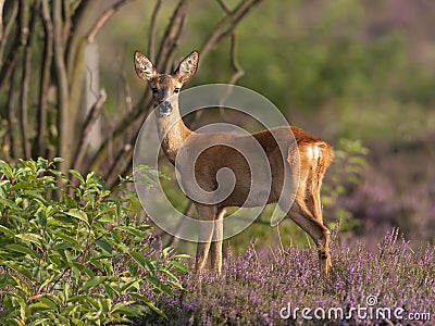 Roe deer doe Stock Photo