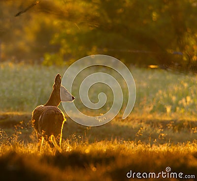 Roe deer doe in the moring light Stock Photo