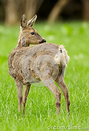 Roe deer doe moulting Stock Photo