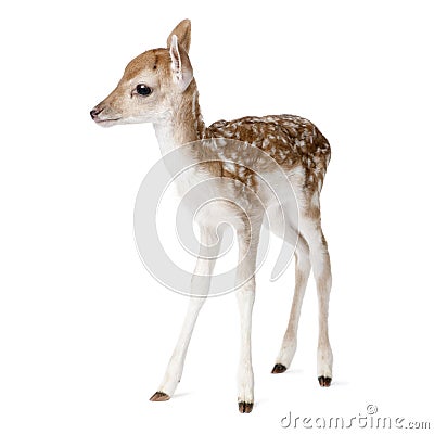 Roe Deer Fawn in front of a white background Stock Photo